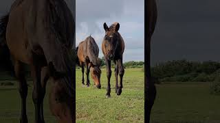 Cute Baby Foal Walking Over To Say Hello