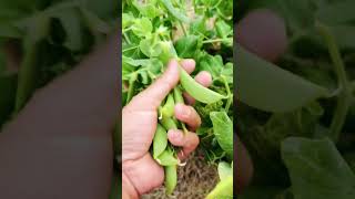 Harvesting Snap Peas in my garden #gardening