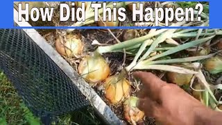 How Did I Get To This ONION HARVEST? Full Recap PLUS CURING ONION TIPS! walla walla onions