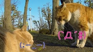 ヤクザなネコさん。弱い者いじめしちゃダメです。野良猫物語32話