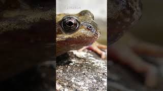 frogs are awesome