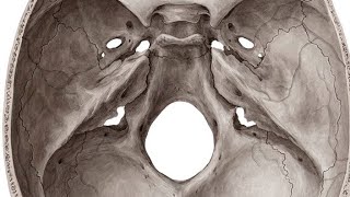 Anatomy of cranial cavity