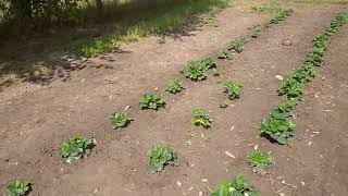 ОРГАНИЧЕСКИЙ ОГОРОД🍓🌱🥦 Харьковская обл. 17.08.2024.