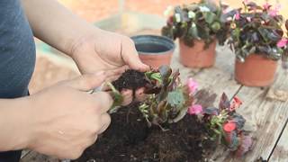 How to Grow Begonias