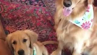 | 9GAG | Best Golden friends