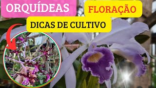 🟣FLORAÇÃO DE ORQUÍDEAS (DICAS DE CULTIVO)