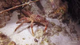 2021-03 Coral Restoration / Night Dive