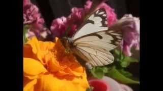 Jessica's butterflies/moths pics 3 vlog 30