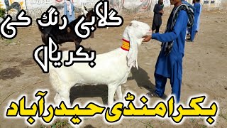 Bakra Mandi Update || Latest Rates || mix breeds