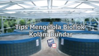 AgriNewsAi -Tips Mengelola Bioflok Kolam Bundar