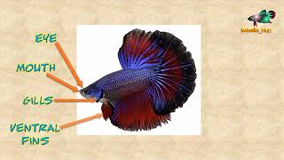 Betta Anatomy