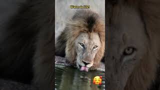 Cats Enjoying Water: Funny Moments