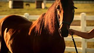 A Horse Called Bear Movie Trailer June 2014