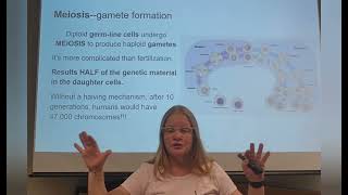 fertilization and meiosis