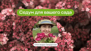 Седум для вашего сада | Запись прямого эфира школы «Умный садовник»