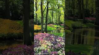 Netherlands Tulip Garden