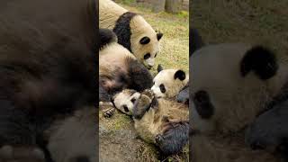 Urso Panda Gigante #shorts #curiosidades #fatos #animals #animal #shortvideo #short