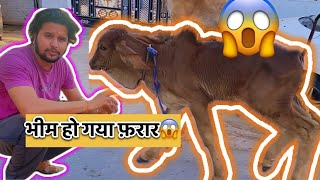 हमारा भीम हो गया फ़रार🤣😱#baawalechorevlogs #cowvlog #baawalechorecows #desicow #cowlover #dailyvlog