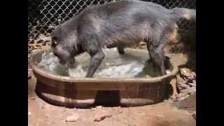 Nakoda wolf playing in his water at North Georgia Zoo