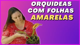 🔴 FOLHAS AMARELAS nas orquídeas O QUE FAZER? #orquídeas