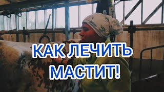 Что делать если у коровы мастит?КАК ЛЕЧИТЬ МАСТИТ! How to treat mastitis