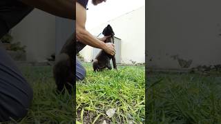 Cachorra Malinois RAYO aprende contacto respetuoso.