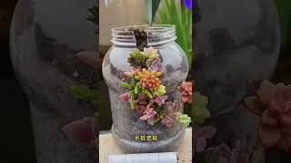 How to plant Succulent in plastic bottles #shorts