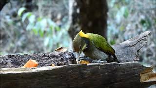 greater yellow naped woodpecker 2