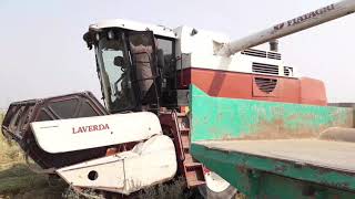 Leverda Fiatagri 3650 Rice harvesting 🌾 |1509 in Pakistan punjab /day 2| دھان کی م ہارویسٹنگ