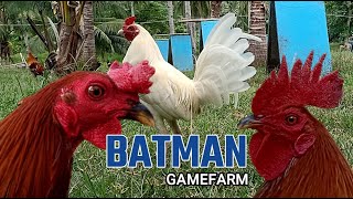 Lets Visit The Farm Of Batman Gamefarm