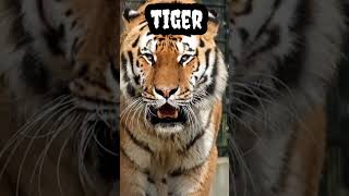 Tiger #shorts #viral #trending