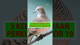 3 Keistimewaan Perkutut Ekor 19 #shorts #perkutut #katuranggan #burungperkutut #burung #viral #birds