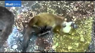 Juggling otter drawing in the crowds at Midlands zoo