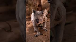 TOP 3 Fascinating FACTS ABOUT KOALAS  #animals #creaturesfacts