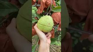 amezing guava cutting #naturelife #shorts