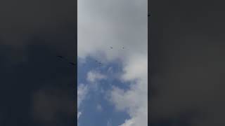 crows flying(4)