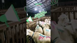 Kata Siapa Qurban Harus Mahal?