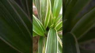 My Balcony Garden  🌺🍀 ||  Small garden tour😍 || #garden #nature #vlogs #shorts