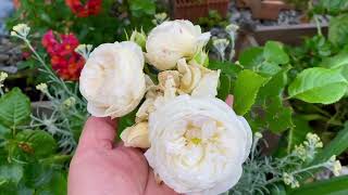 First Flush of roses :Garden Tour May