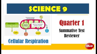 Science 9 First Periodical Test Reviewer Cellular Respiration