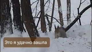 Белка там живет ручная/ Прогулка по городскому парку/ Моя нескучная жизнь