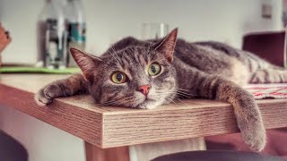 Cat on the table and cat friends