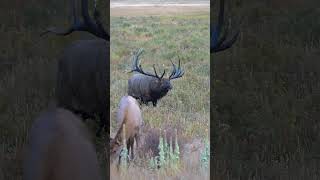 Huge Bull Elk Bugling in the Rocky Mountain National Park