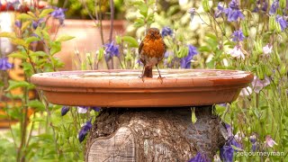 “The return of the Robin” plus guests...a Panasonic HC-X2000 Camcorder garden bird watching test.