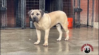 Authentic Boerboels Upcoming Stud 8 month old (Cedar Springs x D&K) Ali