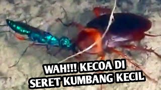 hewan viral - Kecoa ini di seret serangga ukuran kecil