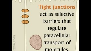 Tight Junctions Location Structure and Function