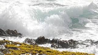 Falkland Islands Rockhoppers braving waves