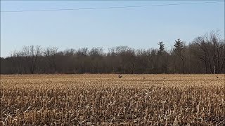 Sandhill Cranes by Turkey Point