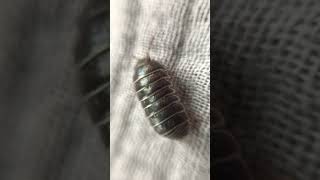 Мокрица-броненосец обыкновенная (лат. Armadillidium vulgare)